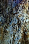 Old tree trunk infested by insects and bacteria creating holes