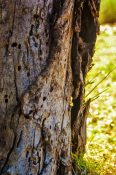 Old tree trunk infested by insects and bacteria creating holes