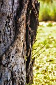 Old tree trunk infested by insects and bacteria creating holes