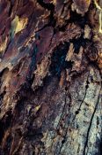 Old tree trunk infested by insects and bacteria creating holes