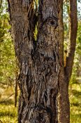 Beautiful old protective bark of a tree with a Rough, furrowed and scaly texture