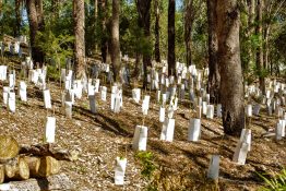 Stick and protective wrap used to protect tree seedlings being germinated under larger trees