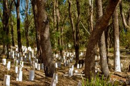 Stick and protective wrap used to protect tree seedlings being germinated under larger trees