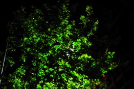 Street light reflecting off Maple Leaves at night