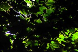 Street light reflecting off Maple Leaves at night