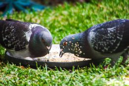 Two pigeons eating bird seeds