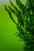 Closeup of a natural Christmas trees leaves