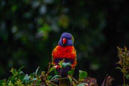 Lorikeet sitting out in the rain getting wet