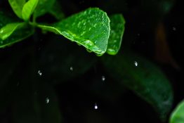 Rain drops bouncing of a green hedge leaf