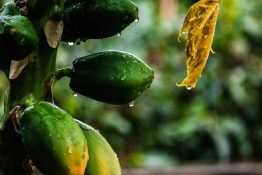 Rain drops on unripe pawpaw fruits