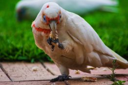 Cockatoo staring back while holding food in its claw and eating