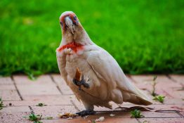 Cockatoo staring back with head tilted to one side