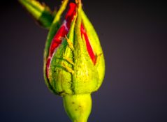 Red rose bud about to Bloom