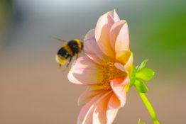 Bumble Bee about to land on a beautiful pink flower to collect nectar and pollen