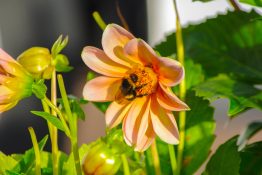 Bumble Bee about to land on a beautiful pink flower to collect nectar and pollen