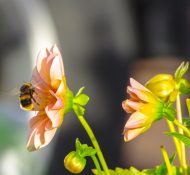 Bumble Bee about to land on a beautiful pink flower to collect nectar and pollen