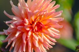 Beautiful Pink Flower