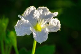 Beautiful white flower with five petals and green stem