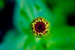 Red zinnia flower bud about to bloom