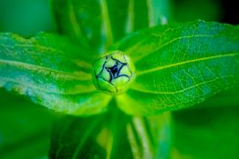 zinnia flower bud it its early days