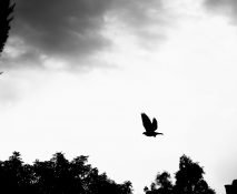 Silhouette of a bird in flight