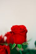 Beautiful red rose in a bouquet