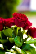 Beautiful Bouquet of red roses