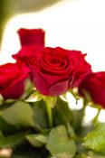 Beautiful Bouquet of red roses