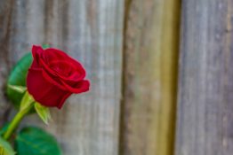 Beautiful red rose on a timber background