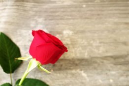 Beautiful red rose on a timber background