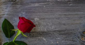 Beautiful red rose on a timber background