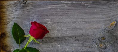 Beautiful red rose on a timber background