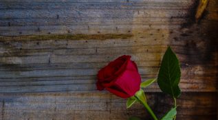 Beautiful red rose on a timber background