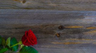 Beautiful red rose on a timber background