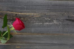 Beautiful red rose on a timber background