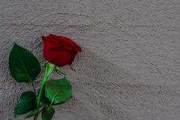 Beautiful single red rose on a concrete background