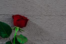 Beautiful single red rose on a concrete background