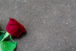 Beautiful single red rose on a concrete background