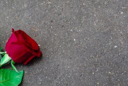 Beautiful single red rose on a concrete background