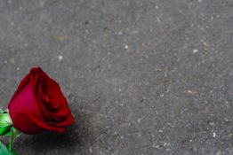 Beautiful single red rose on a concrete background