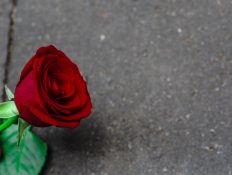 Beautiful single red rose on a concrete background