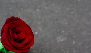 Beautiful single red rose on a concrete background