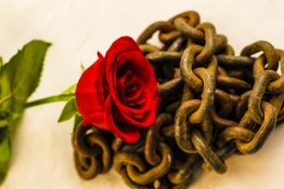 Beautiful single red rose placed on a rusted metal chain