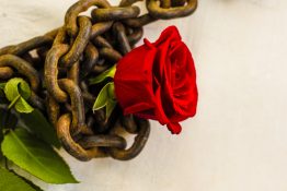 Beautiful single red rose placed on a rusted metal chain