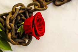 Beautiful single red rose placed on a rusted metal chain