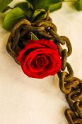 Beautiful single red rose placed on a rusted metal chain