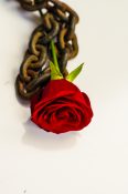 Beautiful single red rose placed on a rusted metal chain