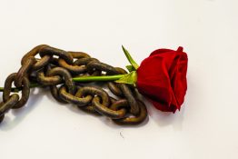 Beautiful single red rose placed on a rusted metal chain