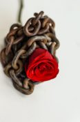 Beautiful single red rose placed on a rusted metal chain