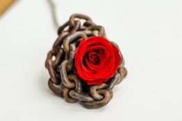 Beautiful single red rose placed on a rusted metal chain